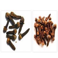 Manufacturers,Suppliers of Cloves