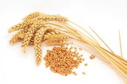 Exporters of Indian Wheat