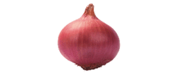 Manufacturers of Onion