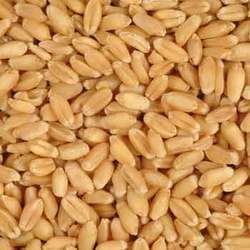 Manufacturers of Wheat