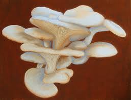 Manufacturers,Exporters,Suppliers of Mushrooms