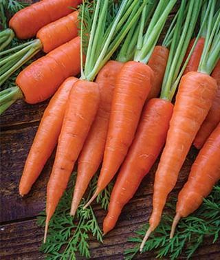Suppliers of Carrot